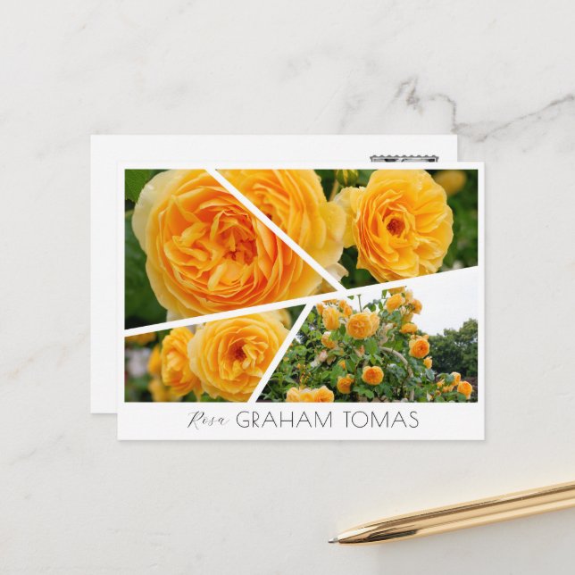 Cartão Postal Rosa Graham Tomas (Frente/Verso In Situ)