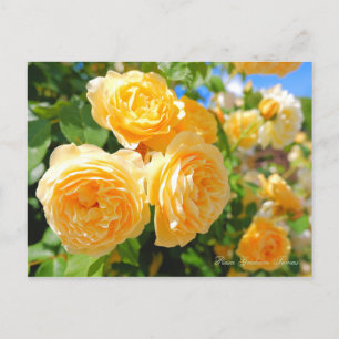 Cartão Postal Rosa Graham Tomas [Cartão postal]