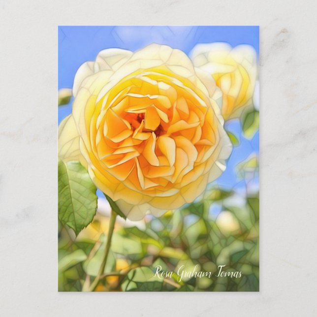 Cartão Postal Rosa Graham Tomas [Cartão postal] (Frente)