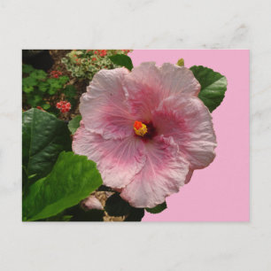 Cartão postal Rosa Hibiscus DIY