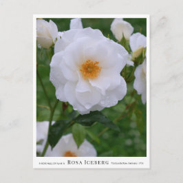 Cartão Postal Rosa Iceberg
