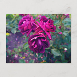 Cartão postal Rosa Iceberg Borgonha #3