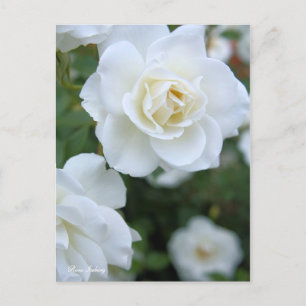 Cartão Postal Rosa Iceberg [Cartão-postal]