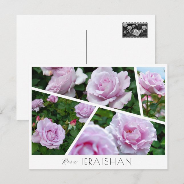 Cartão Postal Rosa Ieraishan (Frente/Verso)