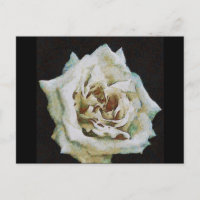 Rosa Impressionista Isolado a Preto