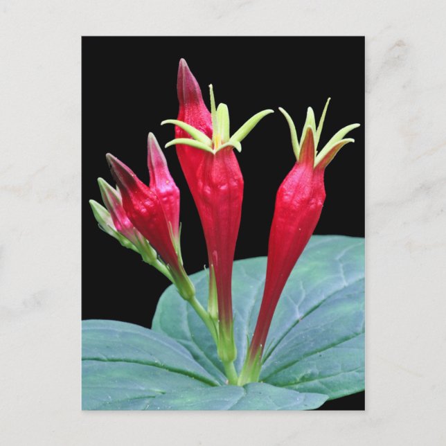 Cartão Postal Rosa Indiana (Frente)