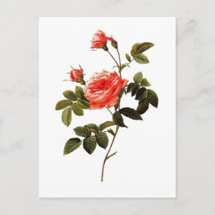 Cartão Postal Rosa intermis