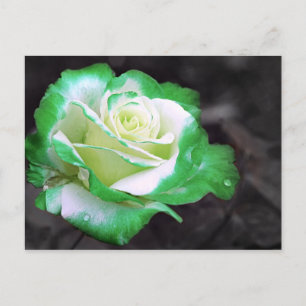 Cartão postal Rosa irlandês