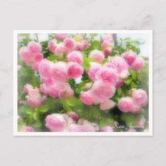 Cartão Postal Rosa Jasmina
