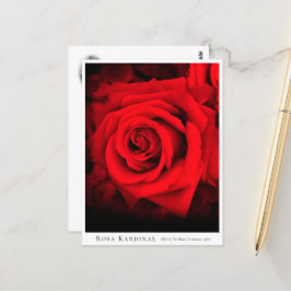 Cartão Postal Rosa Kardinal
