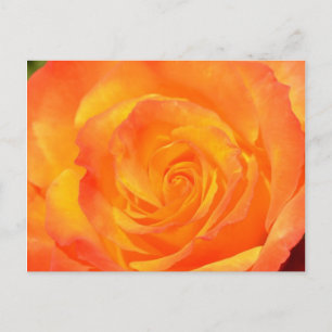 Cartão Postal Rosa Laranja