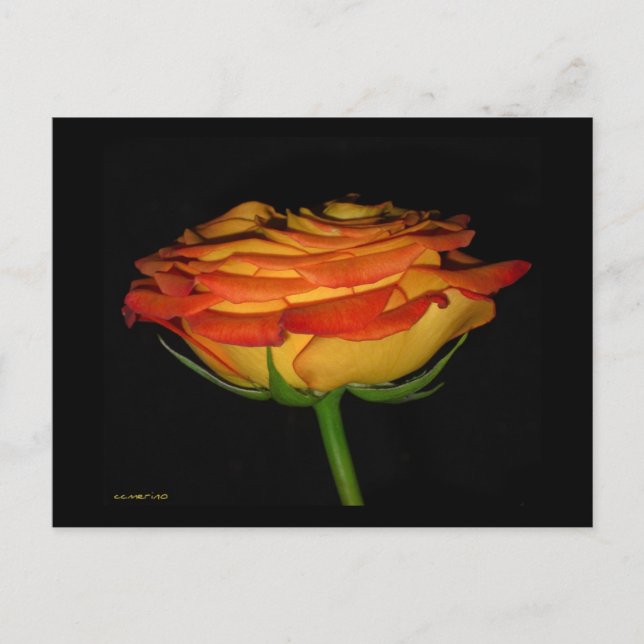 Cartão Postal Rosa Laranja/Amarelo (Frente)