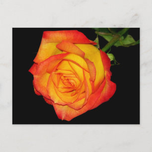 Cartão Postal Rosa Laranja-Amarelo