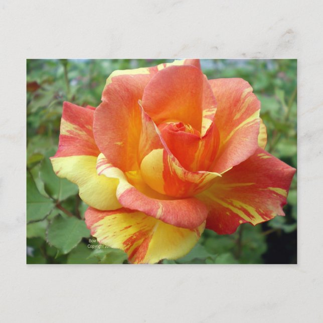 Cartão Postal Rosa Laranja e Amarelo 1 (Frente)