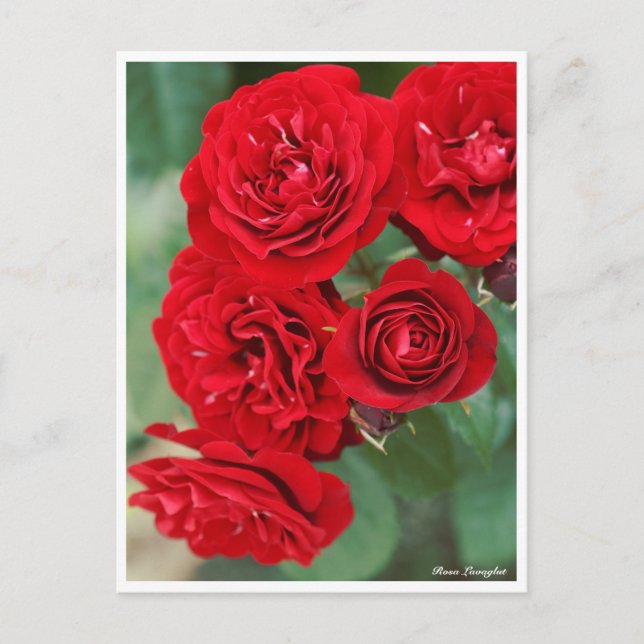 Cartão Postal Rosa Lavaglut (Frente)
