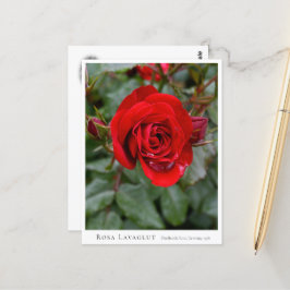 Cartão Postal Rosa Lavaglut