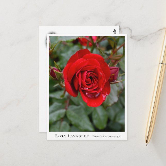 Cartão Postal Rosa Lavaglut (Frente/Verso In Situ)