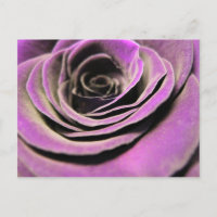 Rosa Lilac Rosa