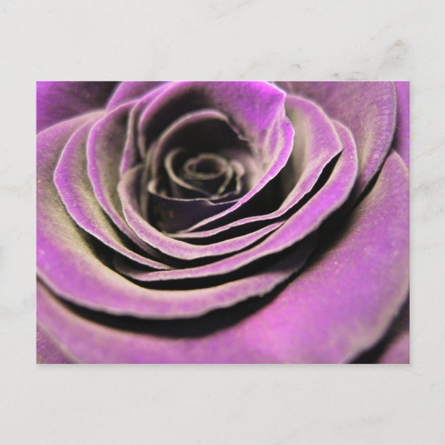 Cartão Postal Rosa Lilac Rosa (Frente)
