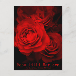 Cartão Postal Rosa Lilli Marleen:Cartão-postal