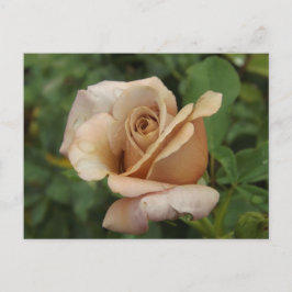 Cartão Postal Rosa Malva