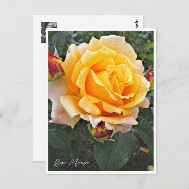 Cartão Postal Rosa Manyo (Frente/Verso)