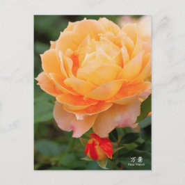 Cartão Postal Rosa‘Manyo’（万葉）：Postcard