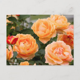 Cartão Postal Rosa‘Manyo’（万葉）：Postcard