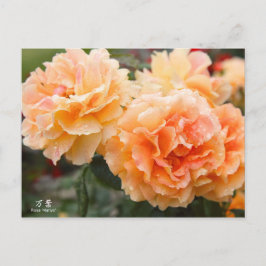 Cartão Postal Rosa‘Manyo’（万葉）：Postcard