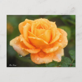 Cartão Postal Rosa "Manyo":Cartão postal