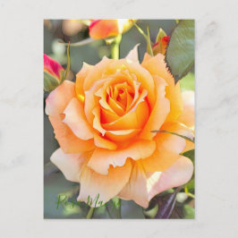 Cartão Postal Rosa "Manyo" [Cartão postal]