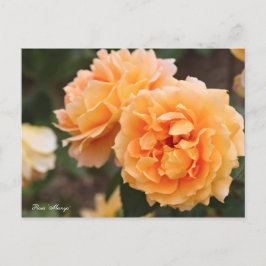 Cartão Postal Rosa "Manyo" [Cartão postal] ポ ス ト Team