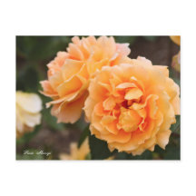 Rosa "Manyo" [Cartão postal] ポ ス ト Team