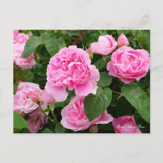 Cartão Postal Rosa Mary Rosa [Cartão postal] (Frente)