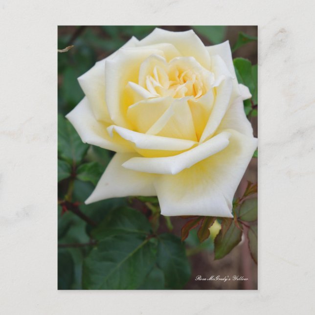 Cartão Postal Rosa McGredy's Yellow [Postcard] (Frente)