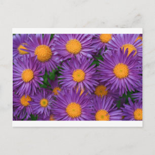 Cartão Postal Rosa Michaelmas Daisy