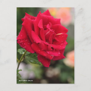 Cartão Postal Rosa Mister Lincoln
