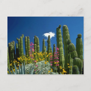 Cartão Postal Rosa Muitas plantas, Deserto de Sonoran, flores de
