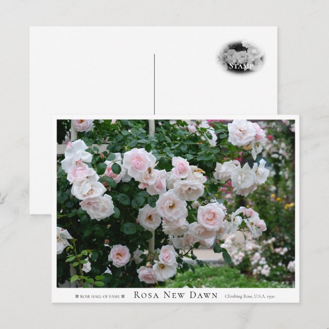 Cartão Postal Rosa New Dawn (Frente/Verso)