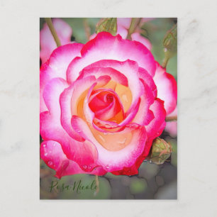 Cartão Postal Rosa Nicole [Cartão-postal]