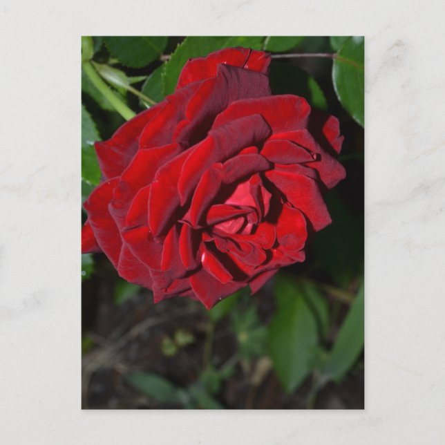 Cartão Postal Rosa no vermelho profundo (Frente)
