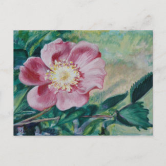Cartão Postal Rosa Nootka ~ (Rosa nutkana)