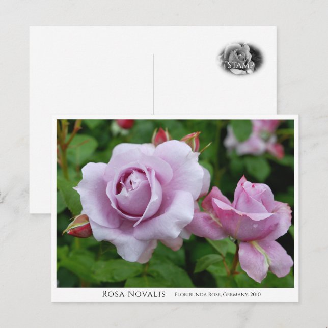 Cartão Postal Rosa Novalis (Frente/Verso)