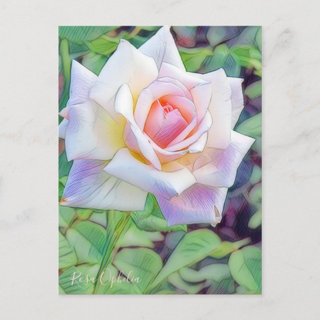 Cartão Postal Rosa Ophelia [Postcard] (Frente)