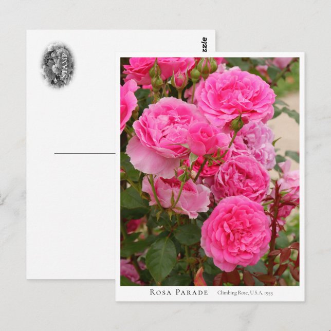Cartão Postal Rosa Parade (Frente/Verso)