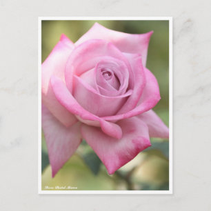 Cartão Postal Rosa Pastel Mauve