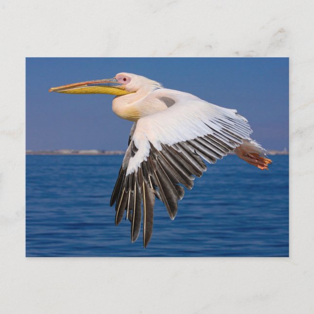 Cartão Postal Rosa Pelikan im Flug Postkarte (Frente)