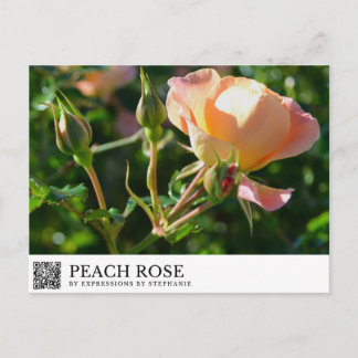 Cartão Postal Rosa Pêssego