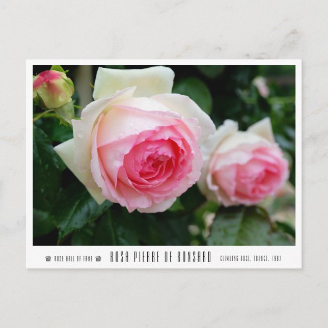 Cartão Postal Rosa Pierre de Ronsard (Frente)