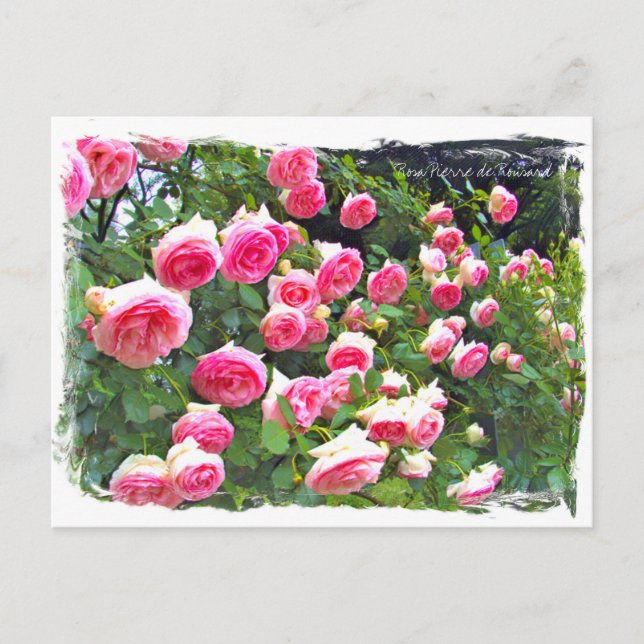 Cartão Postal Rosa Pierre de Ronsard ポ ス ト カ (Frente)
